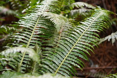 Blechnum nudum