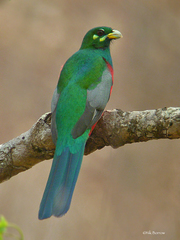 Apaloderma narina