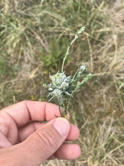 Rhopalomyia campestris