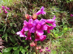 Primula miyabeana