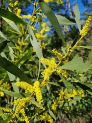 Juliflorae