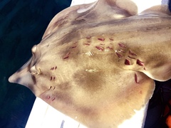 Carcharodon carcharias