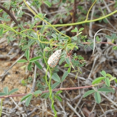 Utetheisa lotrix lotrix