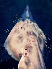 Carcharodon carcharias