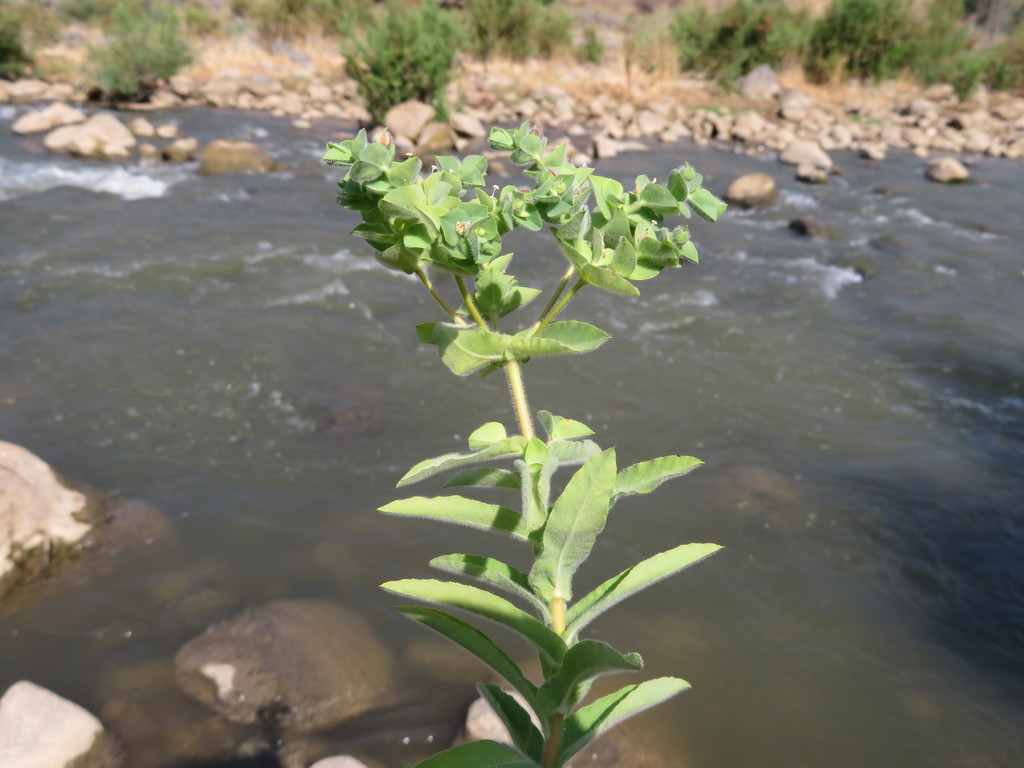 Hairy Spurge