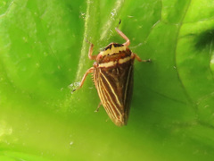 Aphrodes diminuta