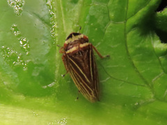 Aphrodes diminuta