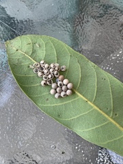 Tessaratoma papillosa