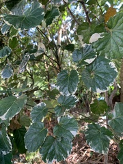 Polyscias balfouriana