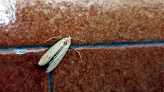 Ematheudes punctella