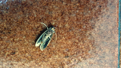 Ematheudes punctella