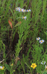 Galatella dahurica