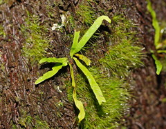 Notogrammitis billardierei