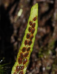 Notogrammitis billardierei