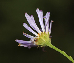 Galatella dahurica