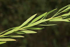 Galatella dahurica