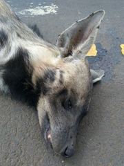Hyaena hyaena
