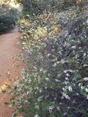 Thryptomene calycina