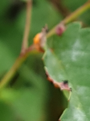 Eriophyes cerasicrumena