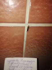 Forficula auricularia