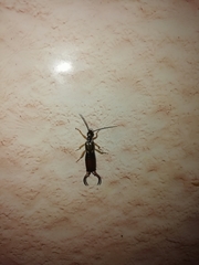 Forficula auricularia