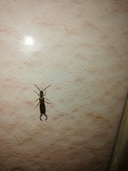 Forficula auricularia