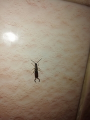 Forficula auricularia