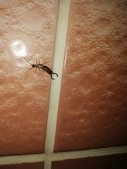 Forficula auricularia