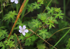 Geranium dahuricum
