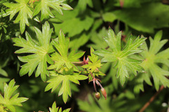 Geranium dahuricum