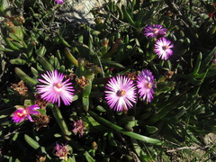 Ruschia diversifolia