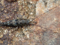 Petrobius