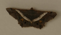 Chiasmia nora