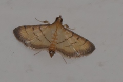 Spilomelini