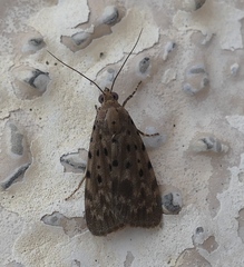 Sommeria hearseyana
