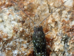Petrobius