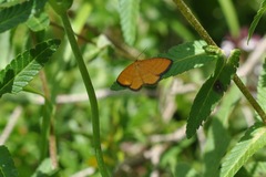Idaea flaveolaria