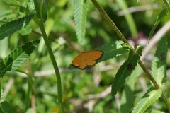 Idaea flaveolaria