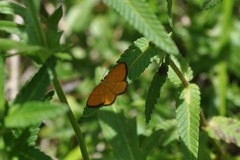 Idaea flaveolaria