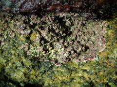 Lithophyllum incrustans