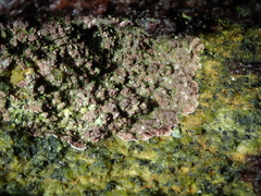 Lithophyllum incrustans