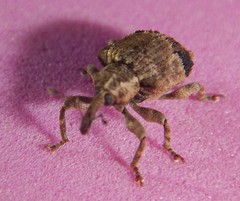 Hyperinae