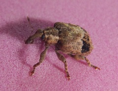 Hyperinae