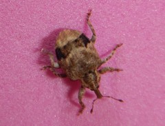Hyperinae