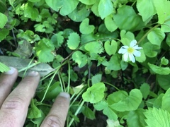 Fragaria iinumae