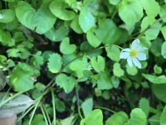 Fragaria iinumae