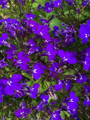 Lobelia erinus