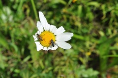 Leucostomatini