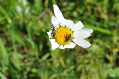 Leucostomatini
