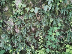 Asplenium anogrammoides